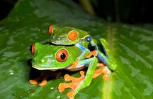 La Fortuna Combo Sloth Watching and Night Walk Adventure