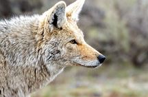 Private Sunset Wildlife Safari in Grand Teton National Park