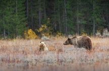 Private Sunset Wildlife Safari in Grand Teton National Park