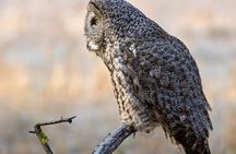 Private Sunset Wildlife Safari in Grand Teton National Park