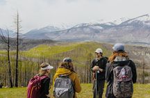 4 KM Wildfire Hike with Lunch in Jasper National Park