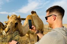 Abu Dhabi Desert Safari with Sandboarding, Camel Ride & Dinner