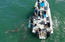 Shark Explorers