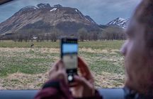 Private Arctic Wildlife Safari in Vesteralen Car Tour