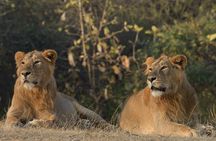Gir National Park Lion Safari Jeep Adventure with Wildlife Guide