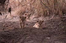 Gir National Park Lion Safari Jeep Adventure with Wildlife Guide
