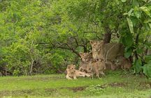 Gir National Park Lion Safari Jeep Adventure with Wildlife Guide