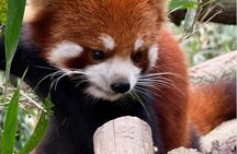 Chengdu Panda Valley and Mount Qingcheng All Inclusive day Tour