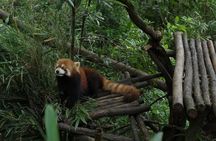 Chengdu Panda Valley and Mount Qingcheng All Inclusive day Tour
