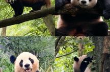 Chengdu Panda Valley and Mount Qingcheng All Inclusive day Tour