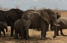 From Zanzibar: 2-Day Selous Safari with Flights & Lodge Stay