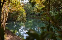 Airlie Beach: Eungella Wild Platypus Encounter Eco Tour