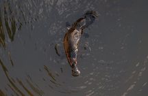 Airlie Beach: Eungella Wild Platypus Encounter Eco Tour