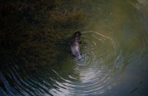 Airlie Beach: Eungella Wild Platypus Encounter Eco Tour