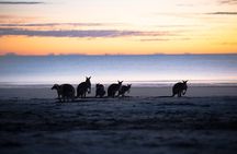 Airlie Beach: Wild Kangaroos on the Beach at Sunrise Eco Tour