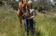 Discover Horses Care Connection and Horse Back Riding