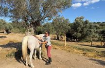 Discover Horses Care Connection and Horse Back Riding
