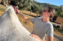 Discover Horses Care Connection and Horse Back Riding