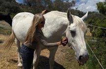 Discover Horses Care Connection and Horse Back Riding