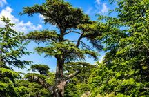 Small-Group Tour Qadisha Valley, Becharre and Cedars with Lunch and Tickets