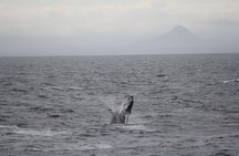 Whale Watching Adventure in Akureyri