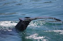 Whale Watching Adventure in Akureyri