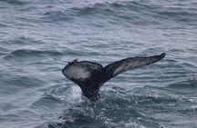 Whale Watching Adventure in Akureyri