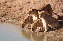 From Zanzibar: 2-Day Selous Safari with Flights & Lodge Stay