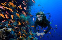 Roatan Scuba Diving Adventures and Tours