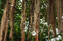History Nature and Culture of Key West Walking Tour