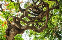 History Nature and Culture of Key West Walking Tour