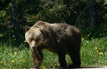 Banff Kananaskis Bear Country Wildlife Focused Guided Hikes