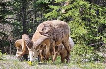 Banff Kananaskis Bear Country Wildlife Focused Guided Hikes