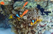 Sharm El Luli and El Qulaan Tour from Marsa Alam