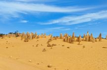Koala, Lancelin, Wedge Island and Pinnacles Tour from Perth