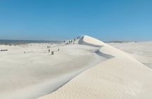 Koala, Lancelin, Wedge Island and Pinnacles Tour from Perth