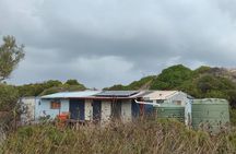 Koala, Lancelin, Wedge Island and Pinnacles Tour from Perth