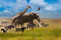 6 Day Big Five Tanzania Safari