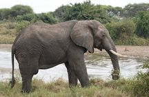 6 Day Big Five Tanzania Safari