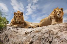 6 Day Big Five Tanzania Safari