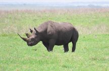 6 Day Big Five Tanzania Safari