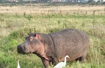 Nairobi National Park Safari Tour World's Wildlife Capital