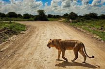 Nairobi National Park Safari Tour World's Wildlife Capital