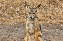 Nairobi National Park Safari Tour World's Wildlife Capital