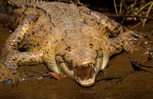 Mangrove tour, crocodiles , monkeys birds nature Boat or Kayak