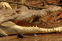 Mangrove tour, crocodiles , monkeys birds nature Boat or Kayak