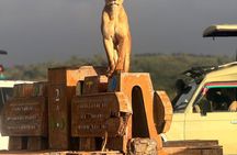 Nairobi National Park Guided tour