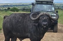 Nairobi National Park Guided tour