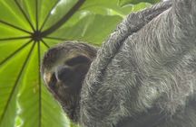 Guided Tour in Manuel Antonio National Park Without Ticket