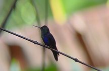 Guided Tour in Manuel Antonio National Park Without Ticket